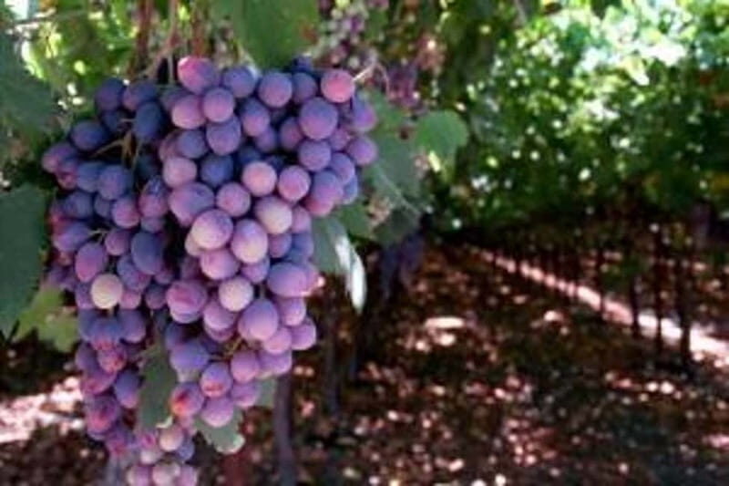 Private Full-Day Wine Tour from Dubrovnik to Peljesac - Dubrovnik to Peljesac: the Drive That Shapes the Day