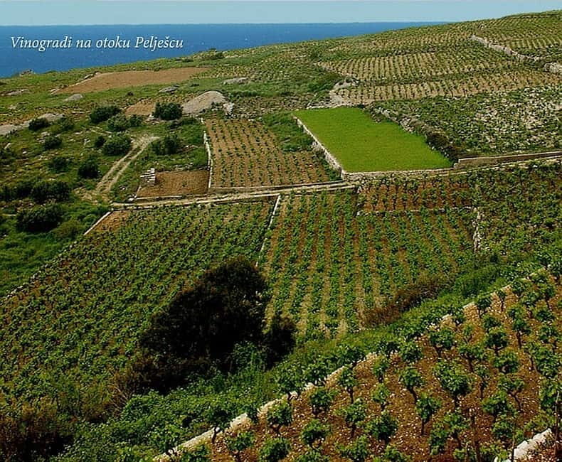 Private Full-Day Wine Tour from Dubrovnik to Peljesac - About 15 Tastings: Bottle, Barrel, and the Master-Class Feel