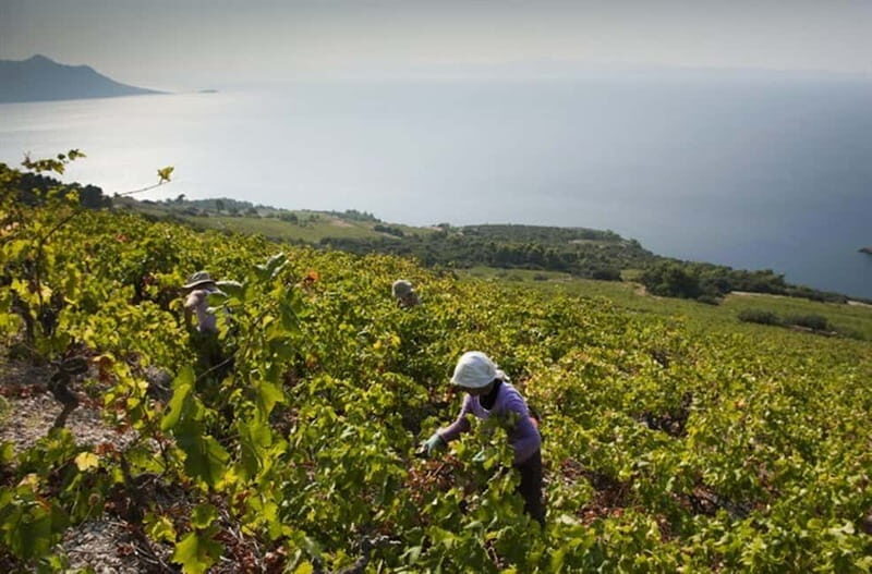 Private Full-Day Wine Tour from Dubrovnik to Peljesac - Ston: Oysters Paired With Wine and a Town Built on Salt