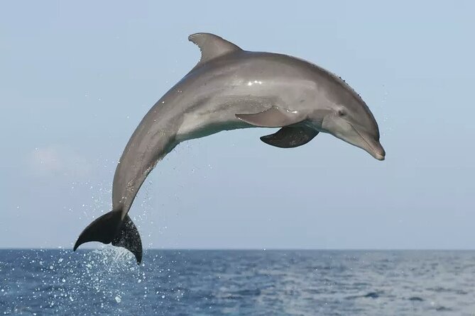 Private Guided Sunset Dolphin Watching in Adriatic Sea - Private sunset dolphin watching near Rovinj, from Vrsar’s waterfront