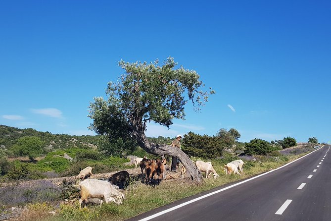 Private Hvar Island Tour and Olive Oil Tasting - UNESCO Ager (Hora) plain: what you’re seeing when you look out