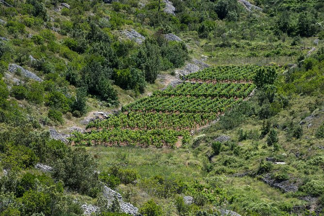 Private Hvar Wine Tasting Tour - Price and logistics: what you’re really paying for