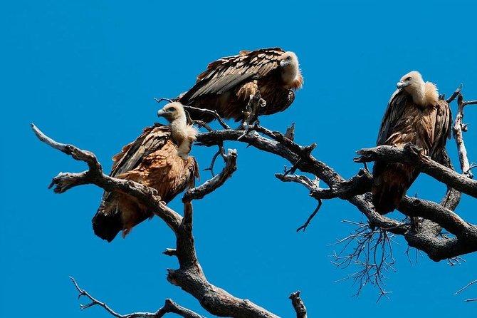 Private Plavnik Island Half-Day boat trip with capt. Bobo - Key highlights you’ll actually care about