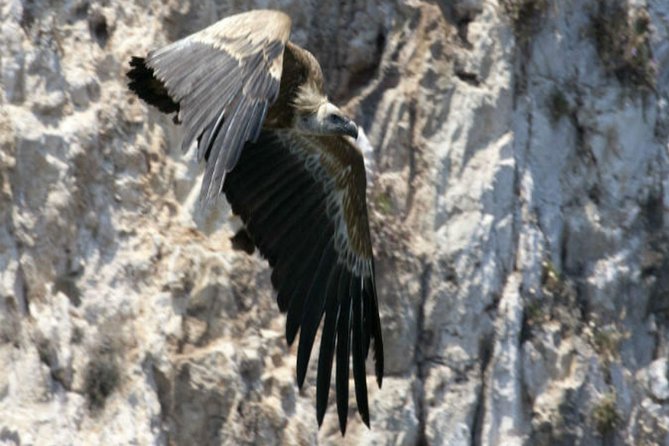 Private Plavnik Island Half-Day boat trip with capt. Bobo - Price and value: $336.07 per group (up to 15)
