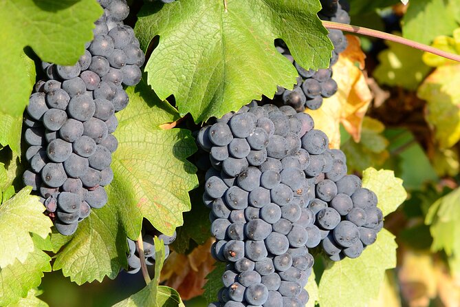 Private Sparkling Wine Tasting in Istria - Price and value: what $26.21 buys you