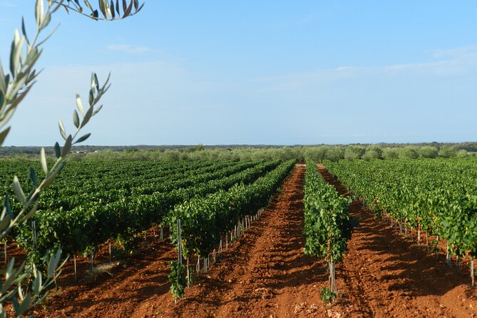 Private Sparkling Wine Tasting in Istria - Timing and planning: make it an easy part of your Istria day