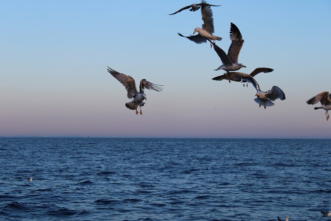 Private Sunset Dolphin Excursion with Dinner and Animation - Crew energy: the names guests remember (and the guide style)