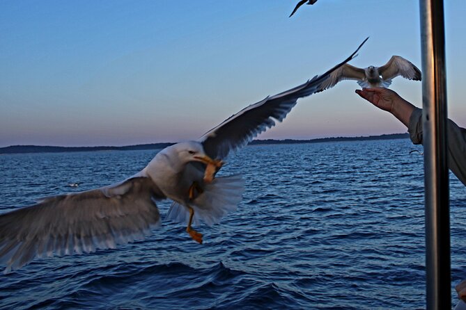 Private Sunset Dolphin Excursion with Dinner and Animation - Alcohol and age 18+: plan around what’s included