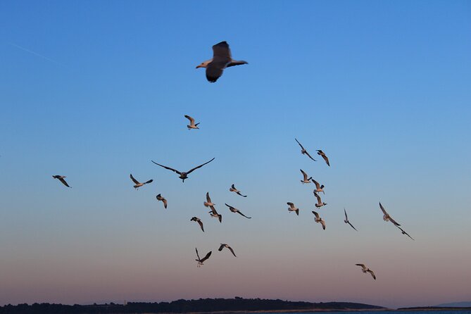 Private Sunset Dolphin Excursion with Dinner and Animation - Price and value: $1,082.64 for a group up to 15