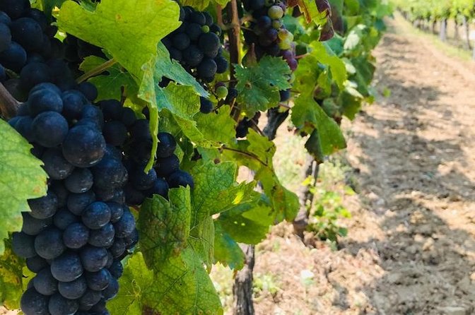 PRIVATE Wine Tour to Konavle country side - The winery visit: 500 years of family wine and four tastings to remember