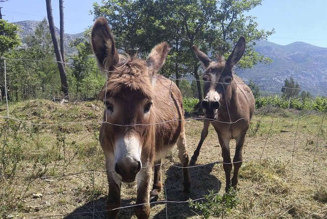 PRIVATE Wine Tour to Konavle country side - Homemade liqueurs, not just wine: the Konavle twist
