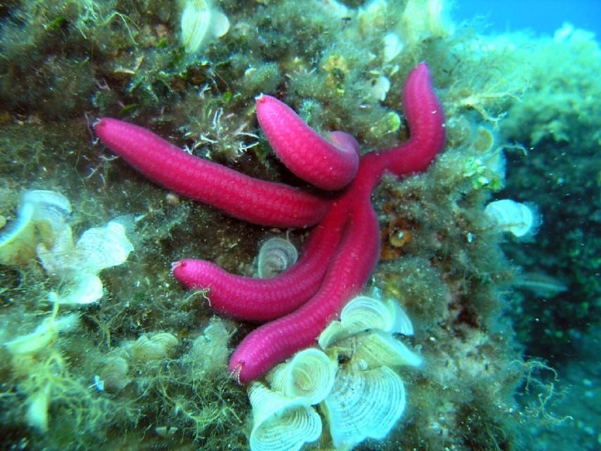 Pula: Bike Tour of Ancient Pula & Aquatic Adventures - Key highlights worth aiming for