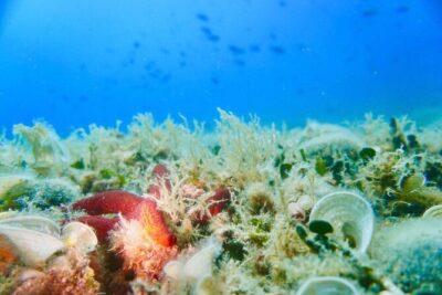 Pula Boat Trip with Snorkeling - What’s included in your snorkeling kit—and how to avoid a bad fit