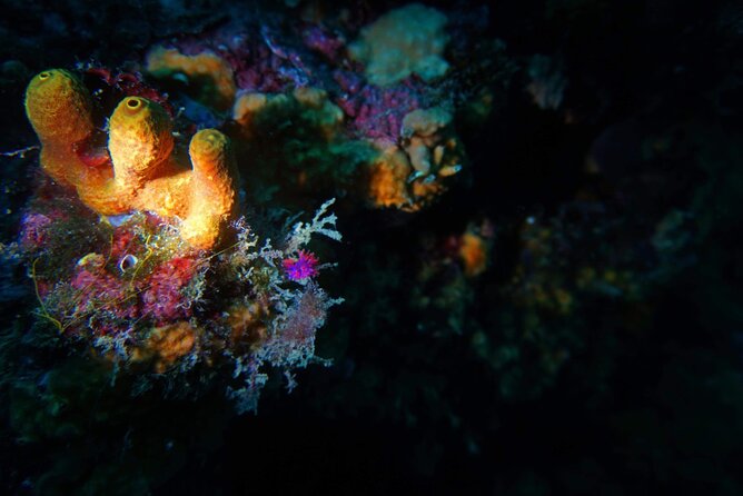 Pula Boat Trip with Snorkeling - What the three stops feel like (and why the first one often wins)