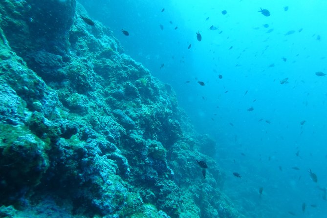 Pula Boat Trip with Snorkeling - Snorkeling expectations in the Adriatic: clarity without coral fantasy