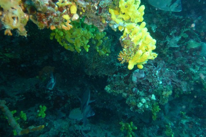 Pula Boat Trip with Snorkeling - Price and value: what $47.73 buys you (and what it doesn’t)