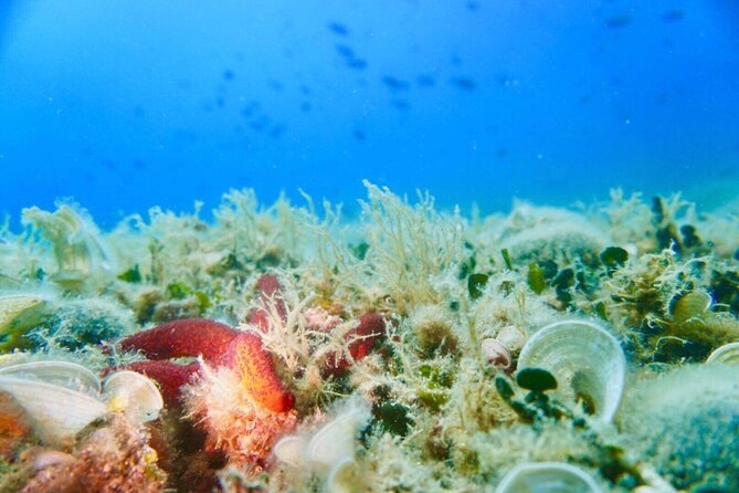 Pula Boat Trip with Snorkeling - What’s included in your snorkeling kit—and how to avoid a bad fit