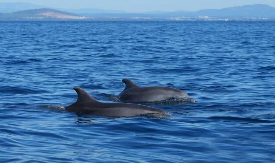 Pula: Brijuni National Park Sunset Cruise with Open Bar - Key highlights worth planning around