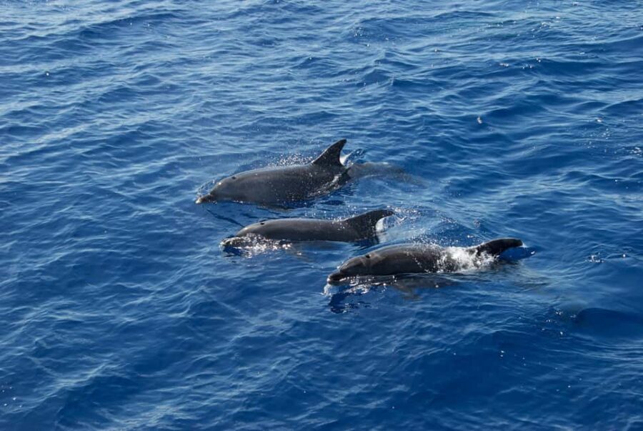 Pula: Brijuni National Park Sunset Cruise with Open Bar - Why this Brijuni sunset cruise feels like more than a boat ride