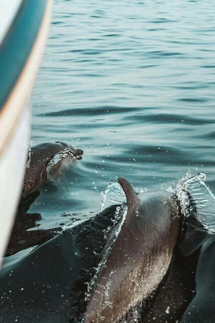 Pula: Brijuni National Park Sunset Cruise with Open Bar - Price and value: is $47 fair for what you’re getting?