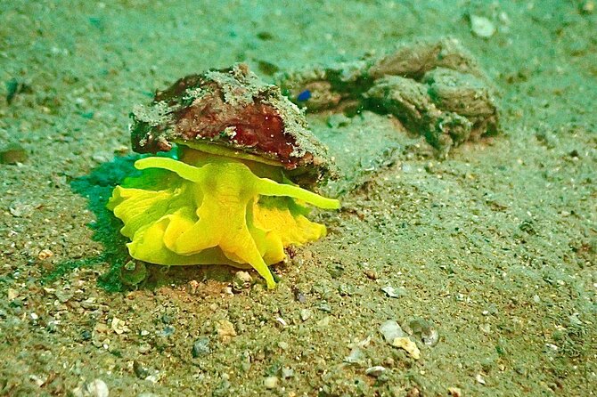 Pula Discover Scuba Diving Package - Two Open-Water Sessions: House reef at 7m and 10m