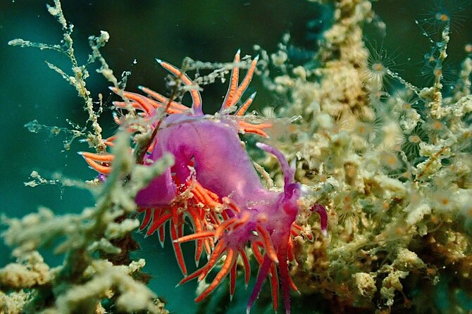 Pula Discover Scuba Diving Package - Underwater Conditions: What Depth Really Feels Like Here