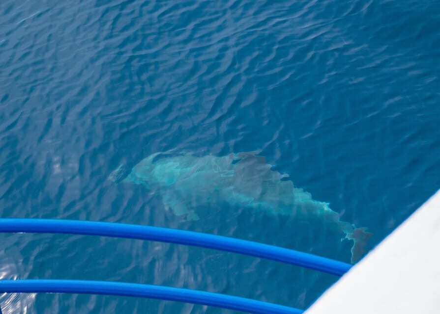 Pula: Private Dolphins & Sunset Tour With Dinner & Drinks - Weather, sea conditions, and seasickness reality check