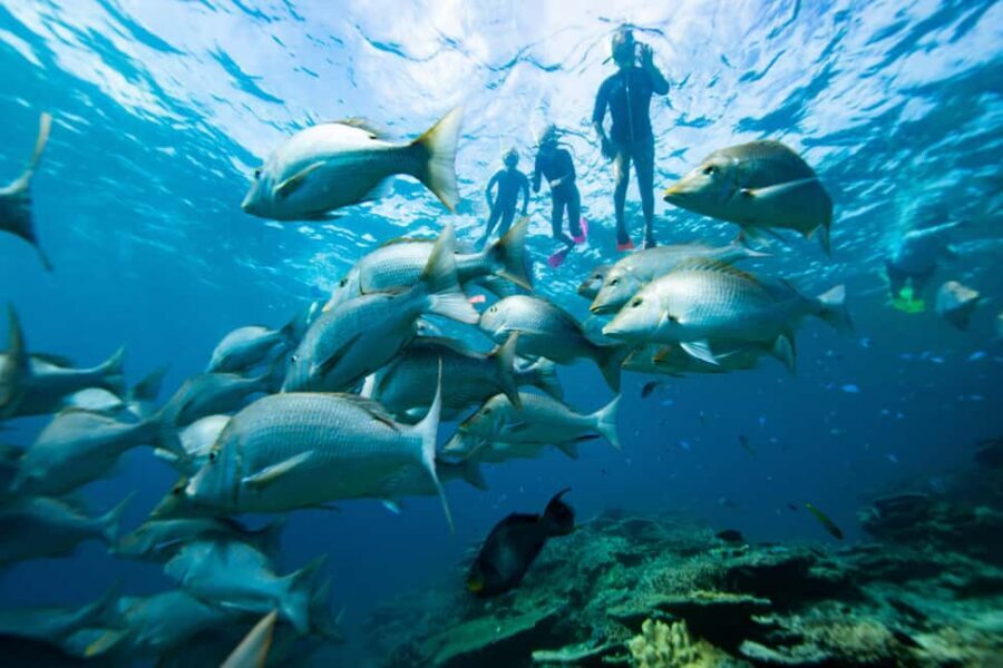 Pula: Swimming & snorkeling Boat Tour - Pula seafront pickup and the feel of a 2.5-hour escape