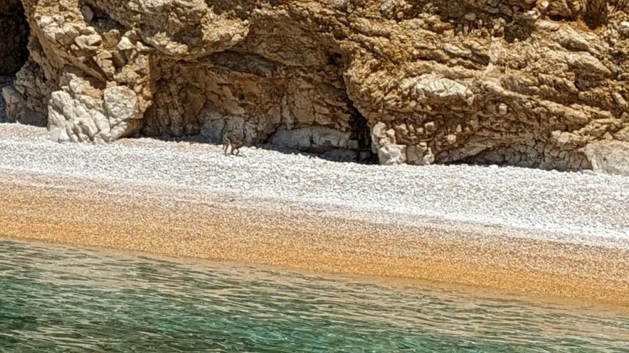 Punat-Public 3,5 h or 5 h trip to wild bays and Plavnik - The 3.5-hour option: Punat to Stara Baška bays by water taxi