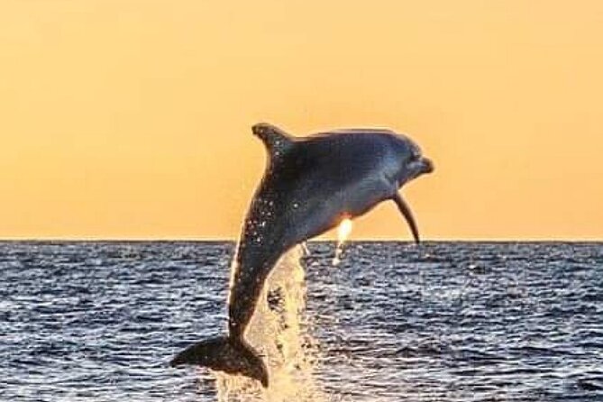 Romantic Boat Trip with Dolphin Watching - Late-afternoon dolphin search off the Poreč Riviera
