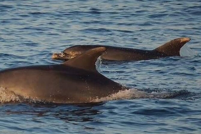 Romantic Boat Trip with Dolphin Watching - Novigrad to Rovinj: what you’re actually seeing from open water