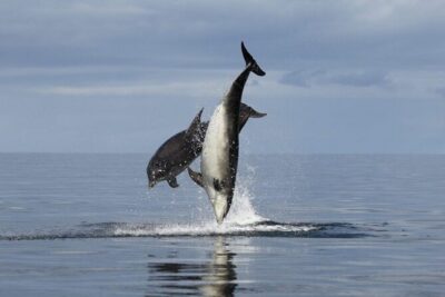Romantic Boat Trip with Dolphin Watching - On-board vibe: welcome drinks and a romantic, easygoing rhythm