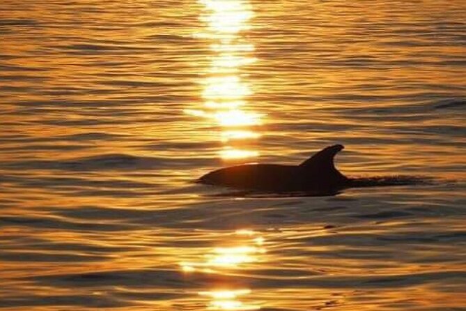Romantic Boat Trip with Dolphin Watching - Logistics that matter: meeting in Poreč and keeping things simple