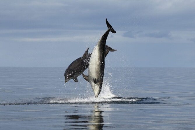 Romantic Boat Trip with Dolphin Watching - On-board vibe: welcome drinks and a romantic, easygoing rhythm