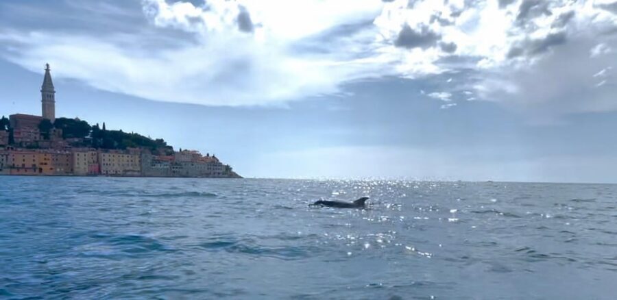 Rovinj: BUBA SUNSET KAYAK, snorkeling&driknks incuded - Rovinj at sunset, seen from your kayak