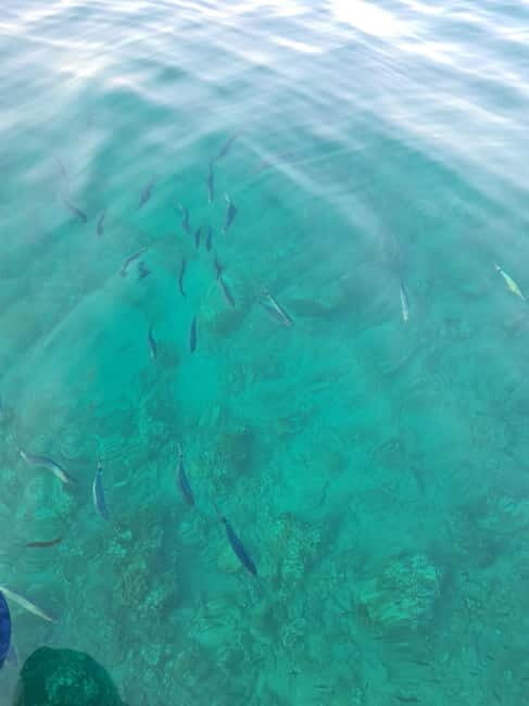 Rovinj Islands: 3-Hour Tour with Swimming and Snorkeling - Should you book this Rovinj islands 3-hour boat tour?