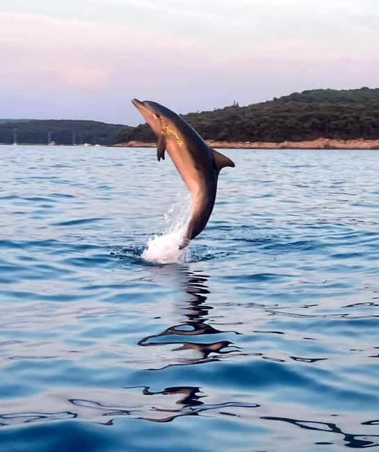 Rovinj: Shared Dolphin and Sunset Tour with Drinks - Key Points Before You Go