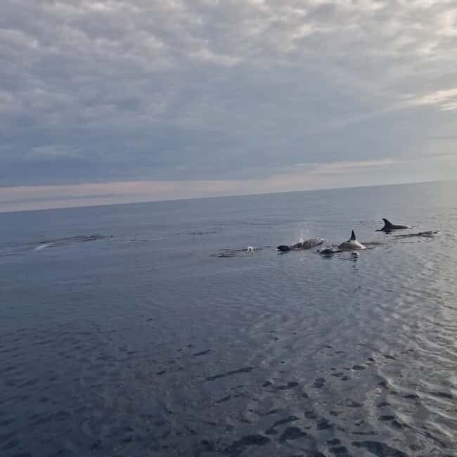 Rovinj: Shared Dolphin and Sunset Tour with Drinks - Price and Value: Is $57 Reasonable for This Rovinj Evening?