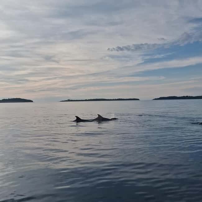 Rovinj: Shared Dolphin and Sunset Tour with Drinks - How This Rovinj Dolphin Sunset Tour Actually Works