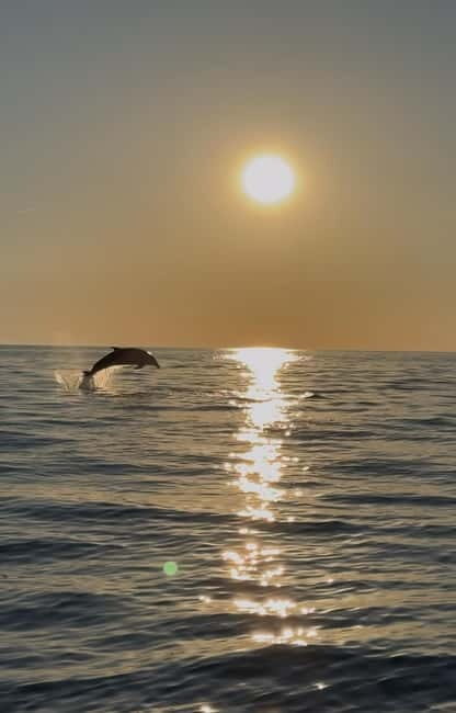 Rovinj: Shared Dolphin and Sunset Tour with Drinks - The 10-Minute Speedboat Run: Why the Quick Start Matters