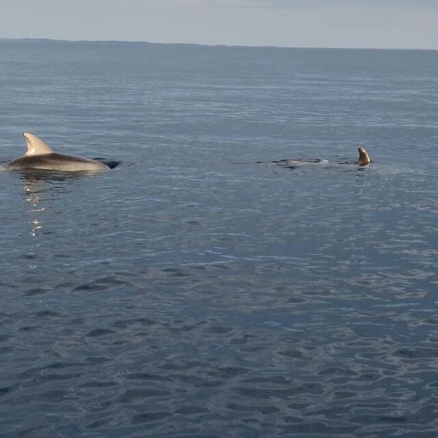 Rovinj: Shared Dolphin and Sunset Tour with Drinks - 45 Minutes of Dolphin Watching and Sunset Time