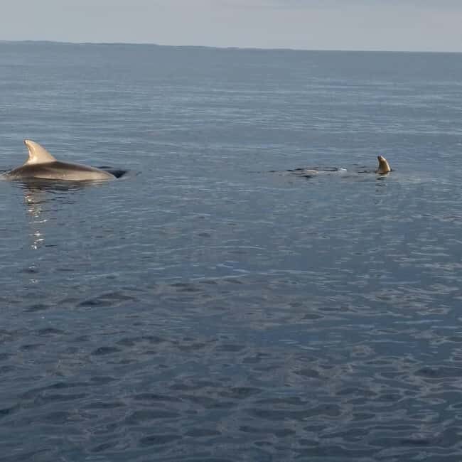 Rovinj: Shared Dolphin and Sunset Tour with Drinks - Drinks on Board: What’s Included and Why It Adds Value