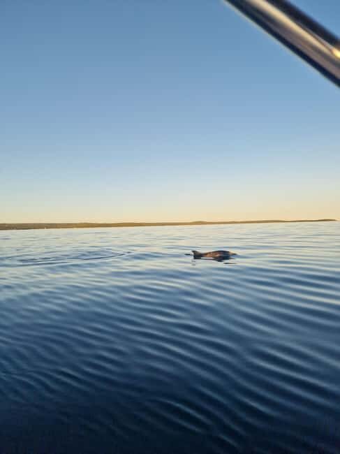Rovinj: Shared Dolphin and Sunset Tour with Drinks - Who This Shared Dolphin and Sunset Trip Fits Best