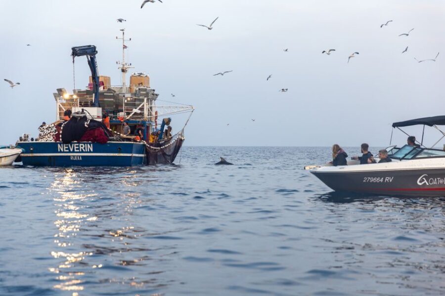 Rovinj: Sunrise Dolphins & Fishermen at Work Speedboat Tour - Guides you might meet: Antonio, Nikola, Valentino, and Loris
