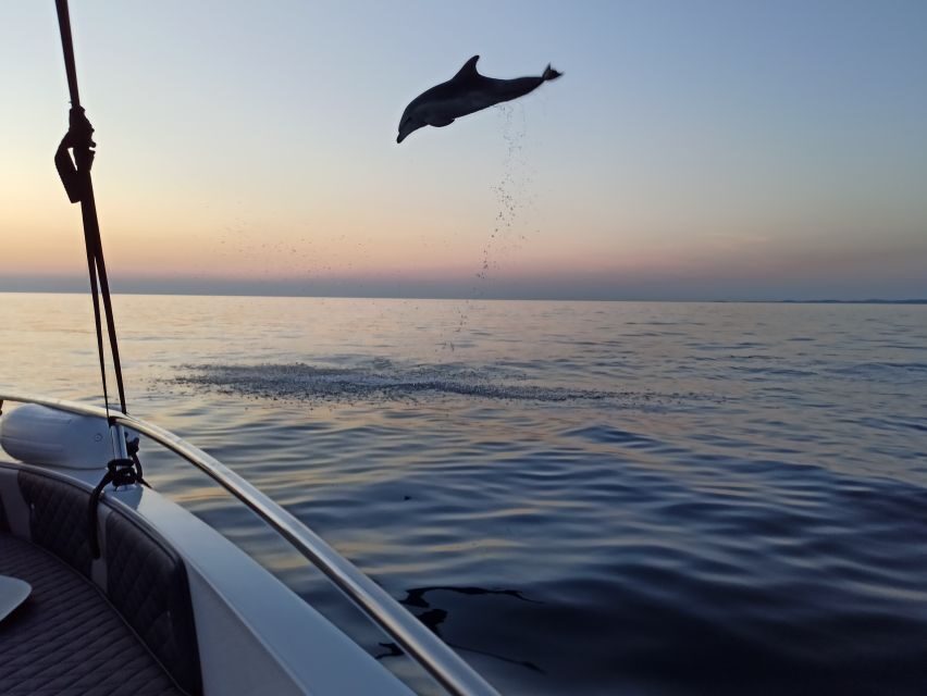 Rovinj: Sunrise Dolphins & Fishermen at Work Speedboat Tour - The fishing boats moment: how the dolphins turn up so predictably