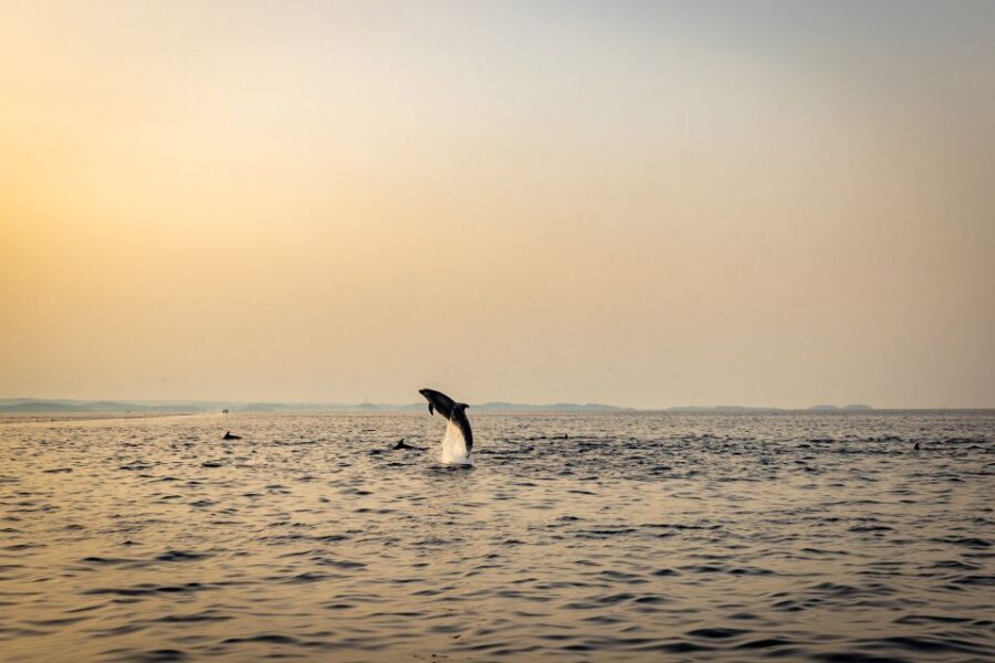 Rovinj: Sunrise Dolphins & Fishermen at Work Speedboat Tour - Price and value: why $93 can make sense here