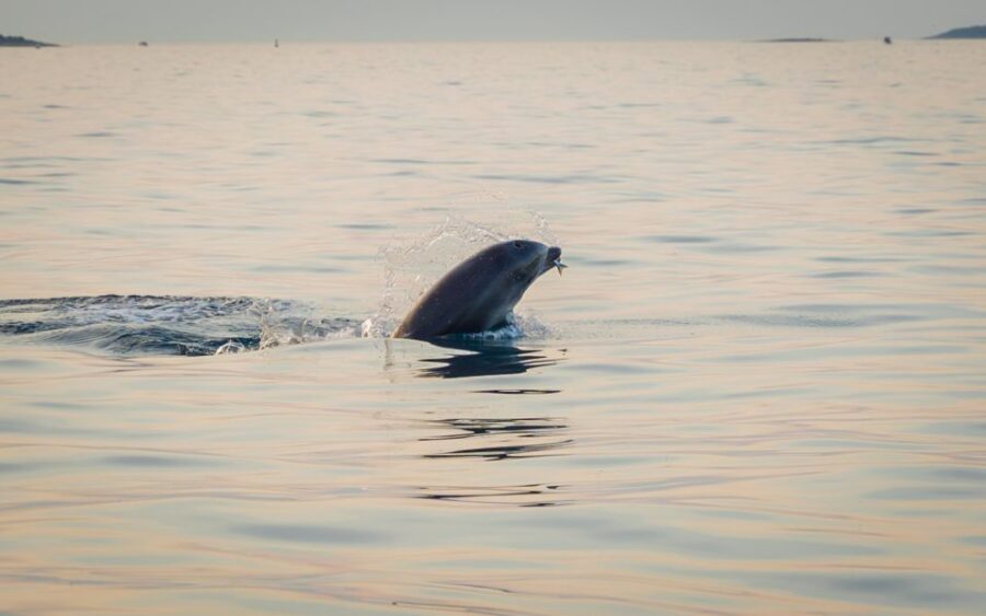 Rovinj: Sunrise Dolphins & Fishermen at Work Speedboat Tour - Getting to the boat: Rovinj pickup points and how it actually works
