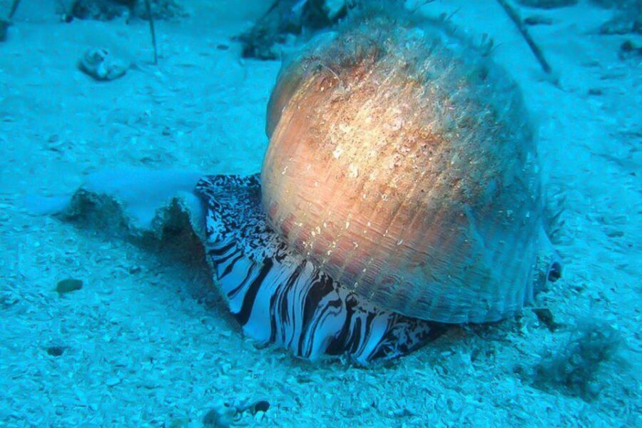 Scuba Diving in Dubrovnik: 1 Dive for Certified Divers - Key highlights worth your attention
