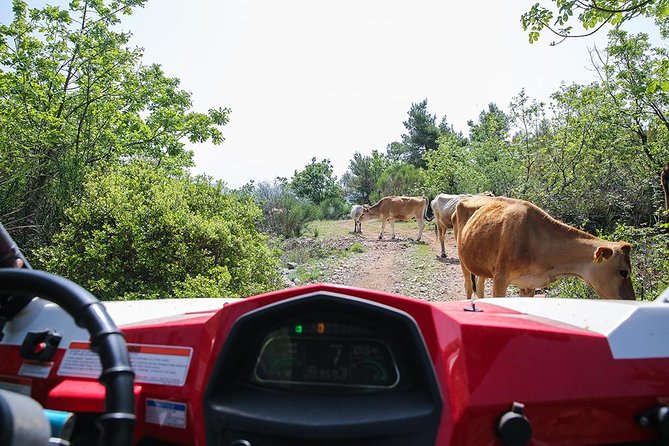 Self-drive Off Road Buggy - Views, Wildlife, and What to Bring for the Best Photos