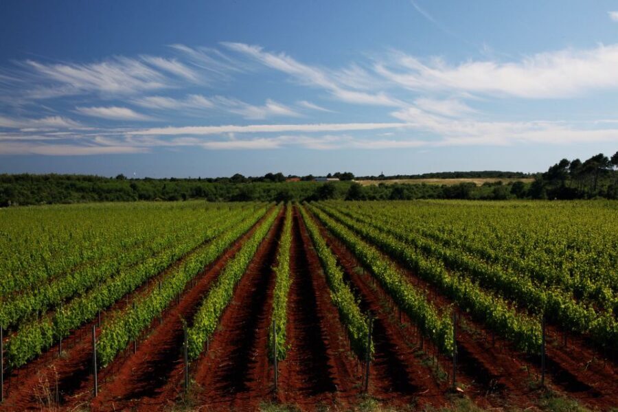 Šišan: Wine Tasting: Organic Wines of Southern Istria - Pairing the Pours: Snacks, Storytelling, and How to Get More Out